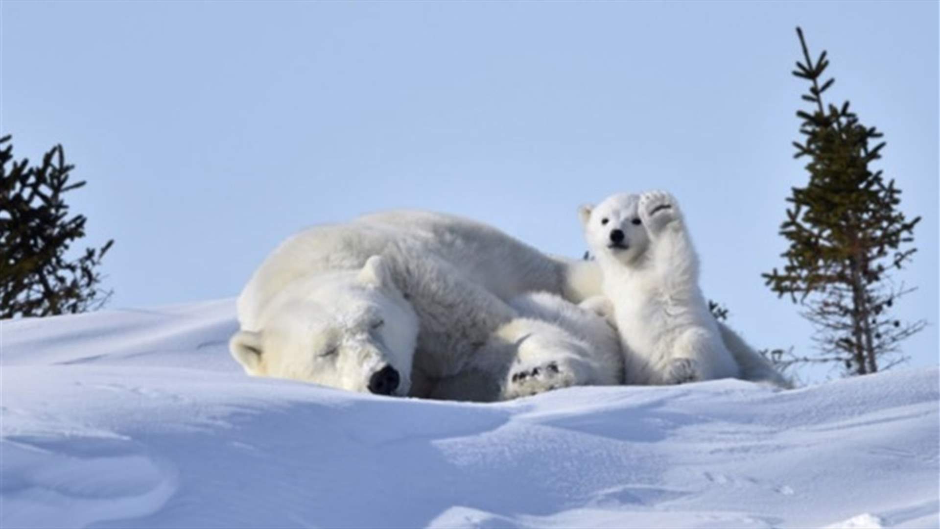 These Are The Year’s Funniest Animal Photos