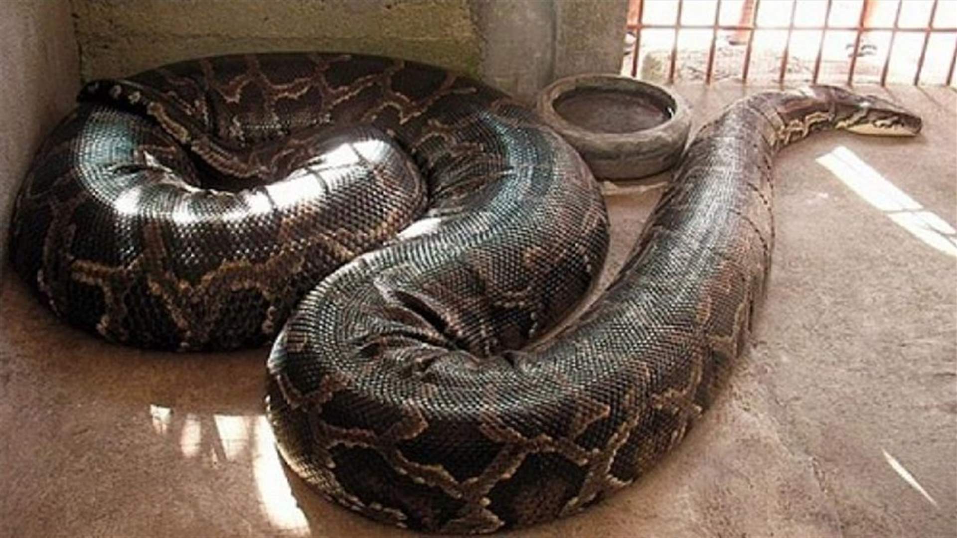 بالصورة: ظنوا أنّها ابتلعت عجلاً... لكن ما وجدوه داخل أفعى ضخمة صدمهم!