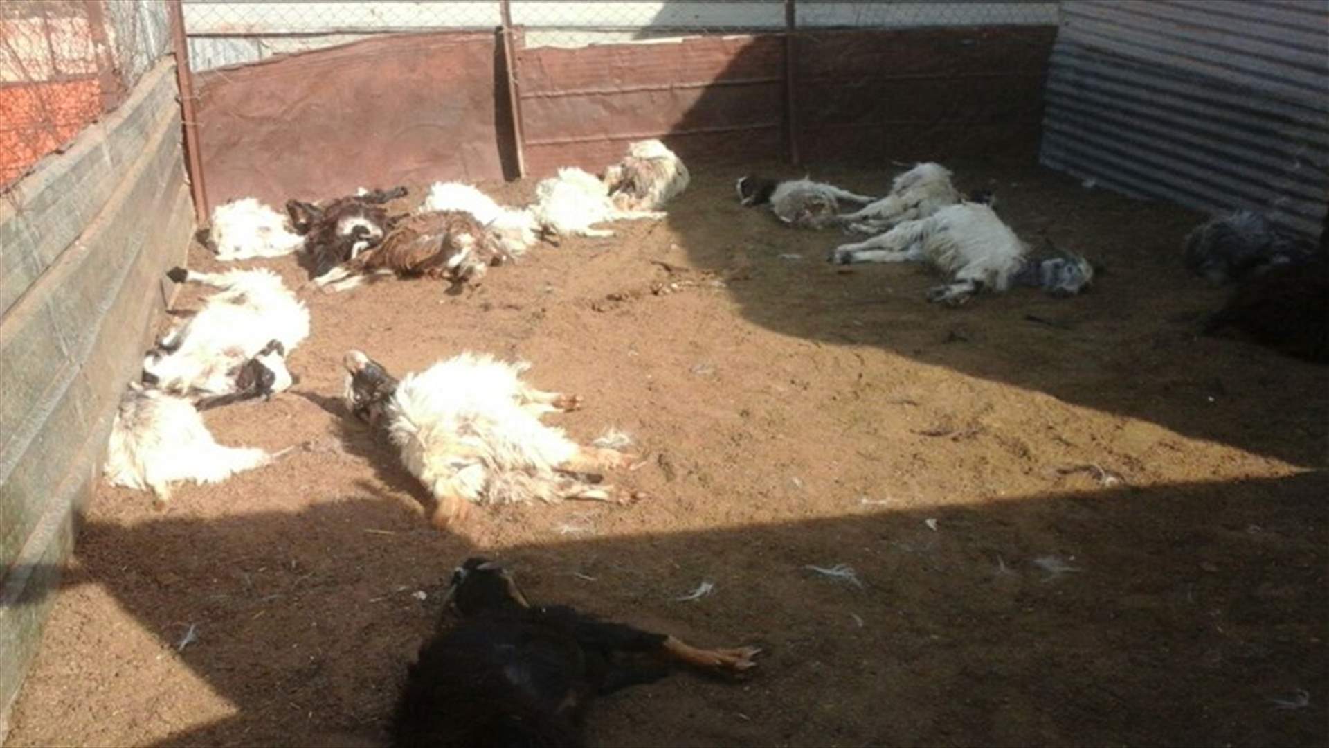"وليد الاحمد" يستفيق على مجزرة