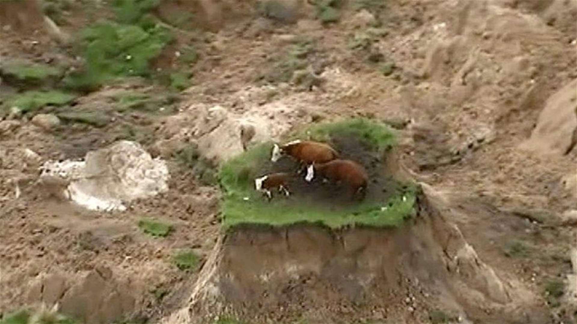 [VIDEO] Three Cows Stranded On Island Of Grass After New Zealand Quake