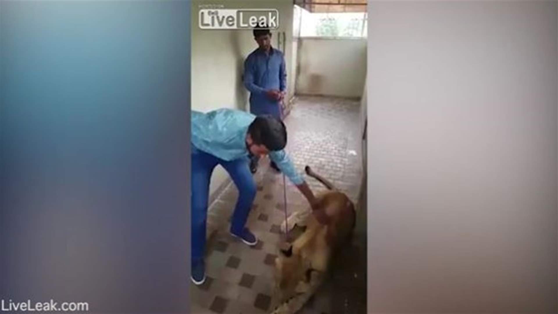 بالفيديو: حاول مداعبة لبؤة... شاهدوا ماذا حدث له