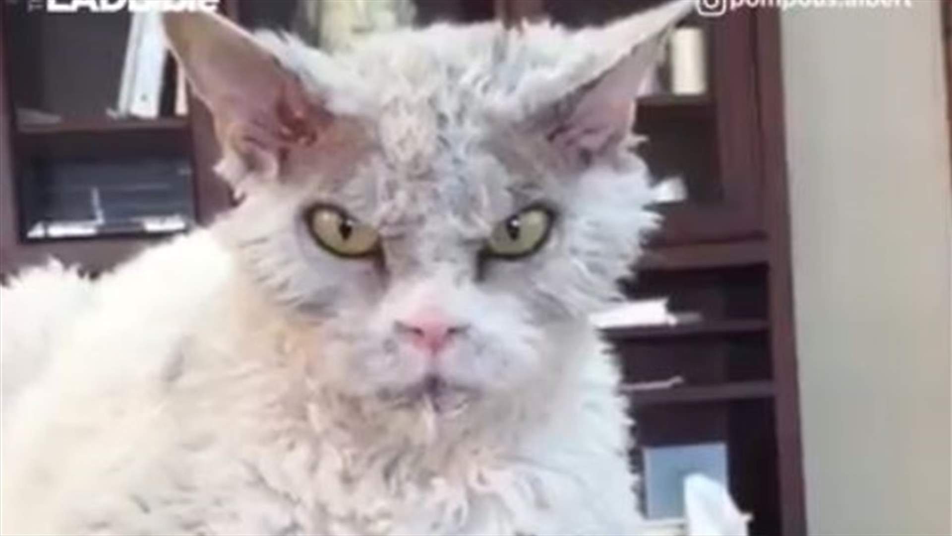 بالفيديو: ما سرّ عبوس هذا الهرّ؟