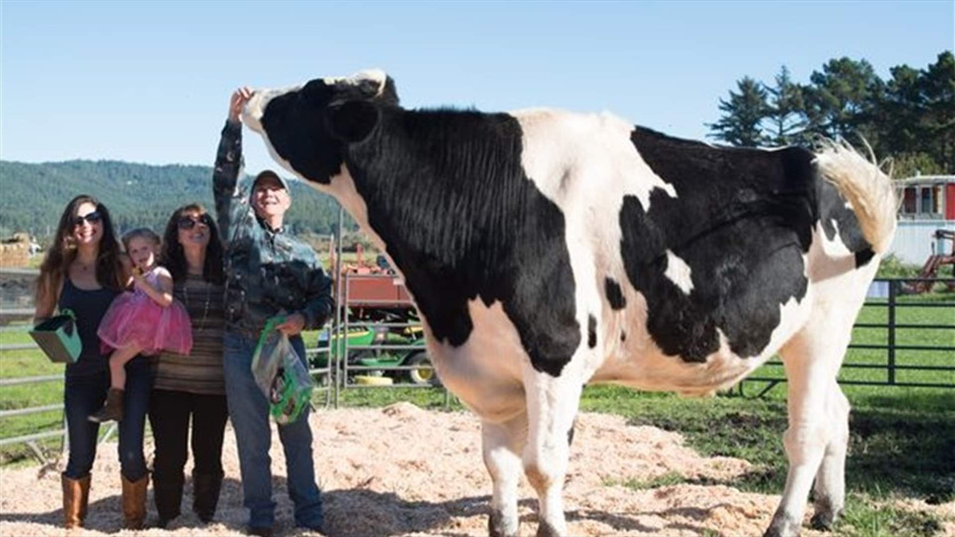 [PHOTOS] Meet The World’s Tallest Cow