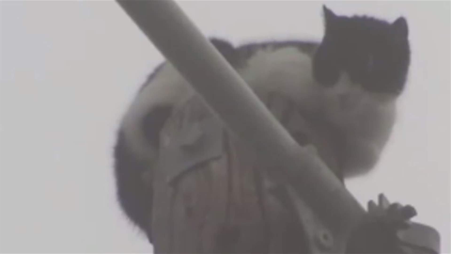 Cat Named &#39;Fat Boy&#39; Finally Rescued After 9 Days Atop Power Pole