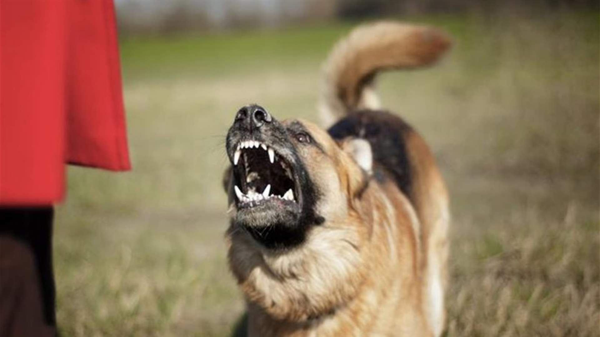 إبن الـ10 سنوات... ضحية عضة كلب!
