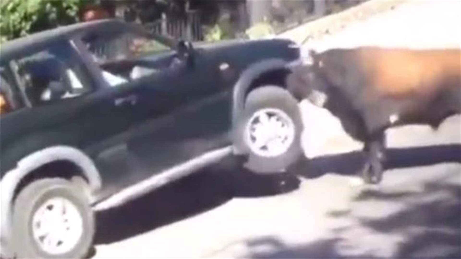 بالفيديو: ثور ينطح سيارة ويثير رعب الركاب بداخلها!
