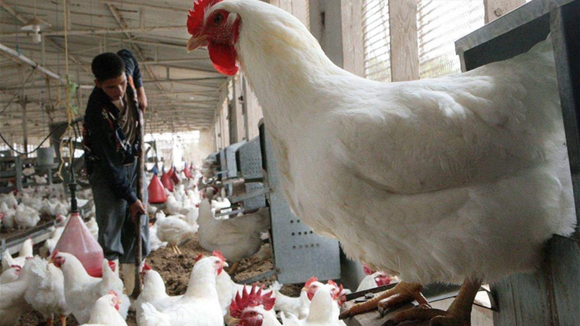 إعدام مئات الآلاف من الدجاج والبط في اليابان 