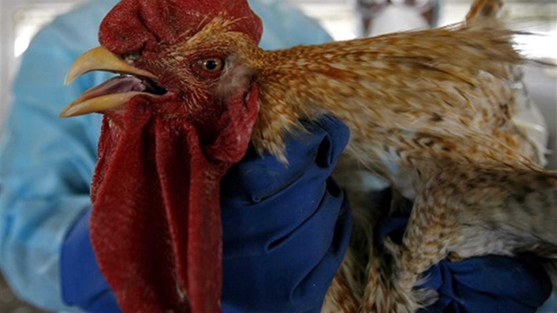 في اليابان... إعدام للدجاج