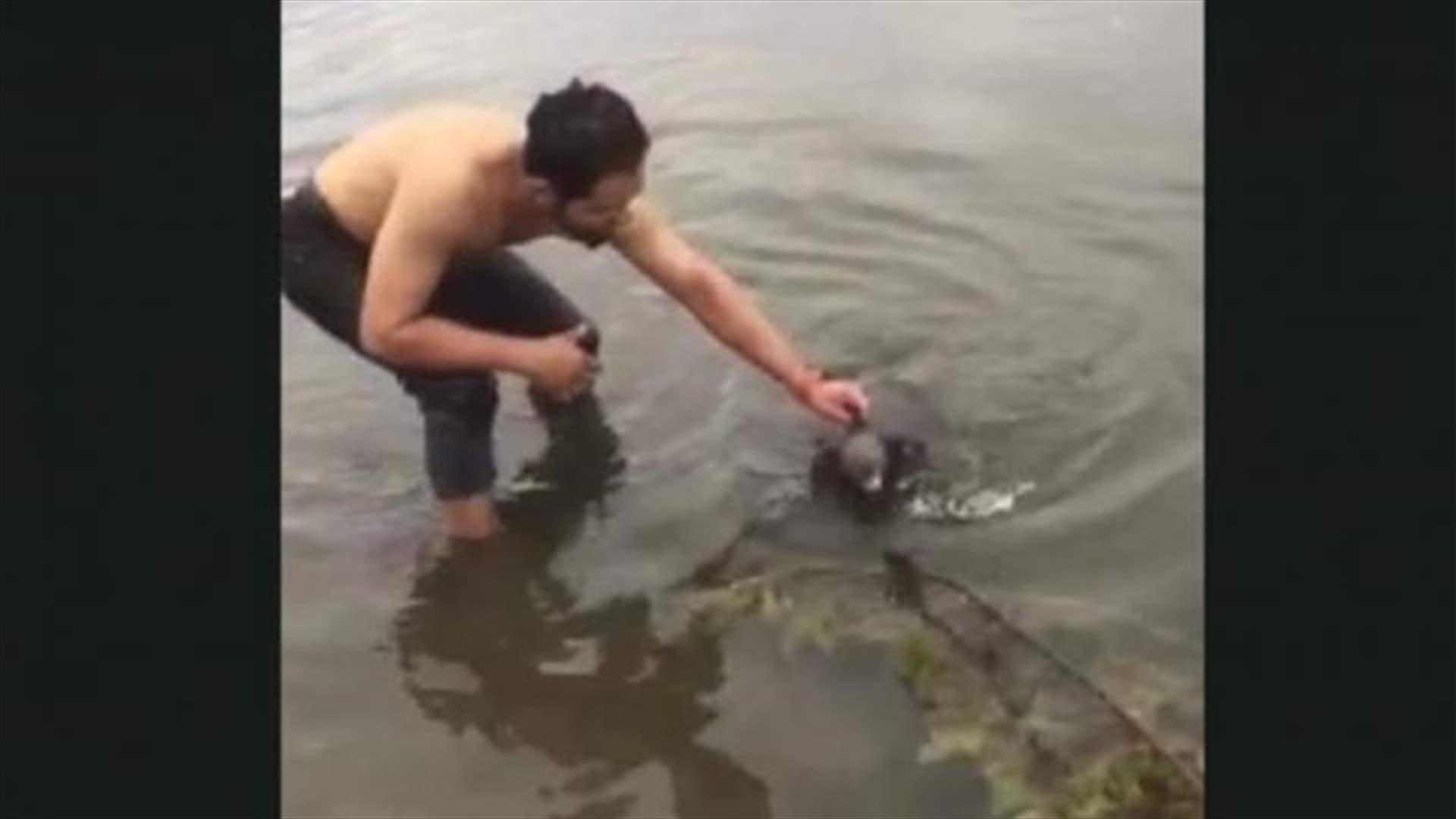 بالفيديو: رجل ينقذ دب كوالا من الغرق