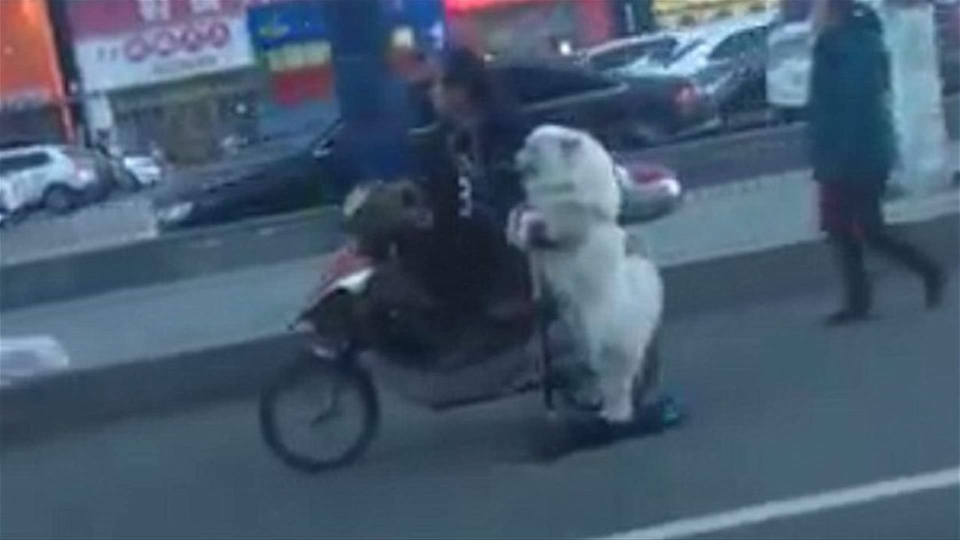 بالفيديو: كلب يقود السكوتر ويبهر رواد الانترنت!