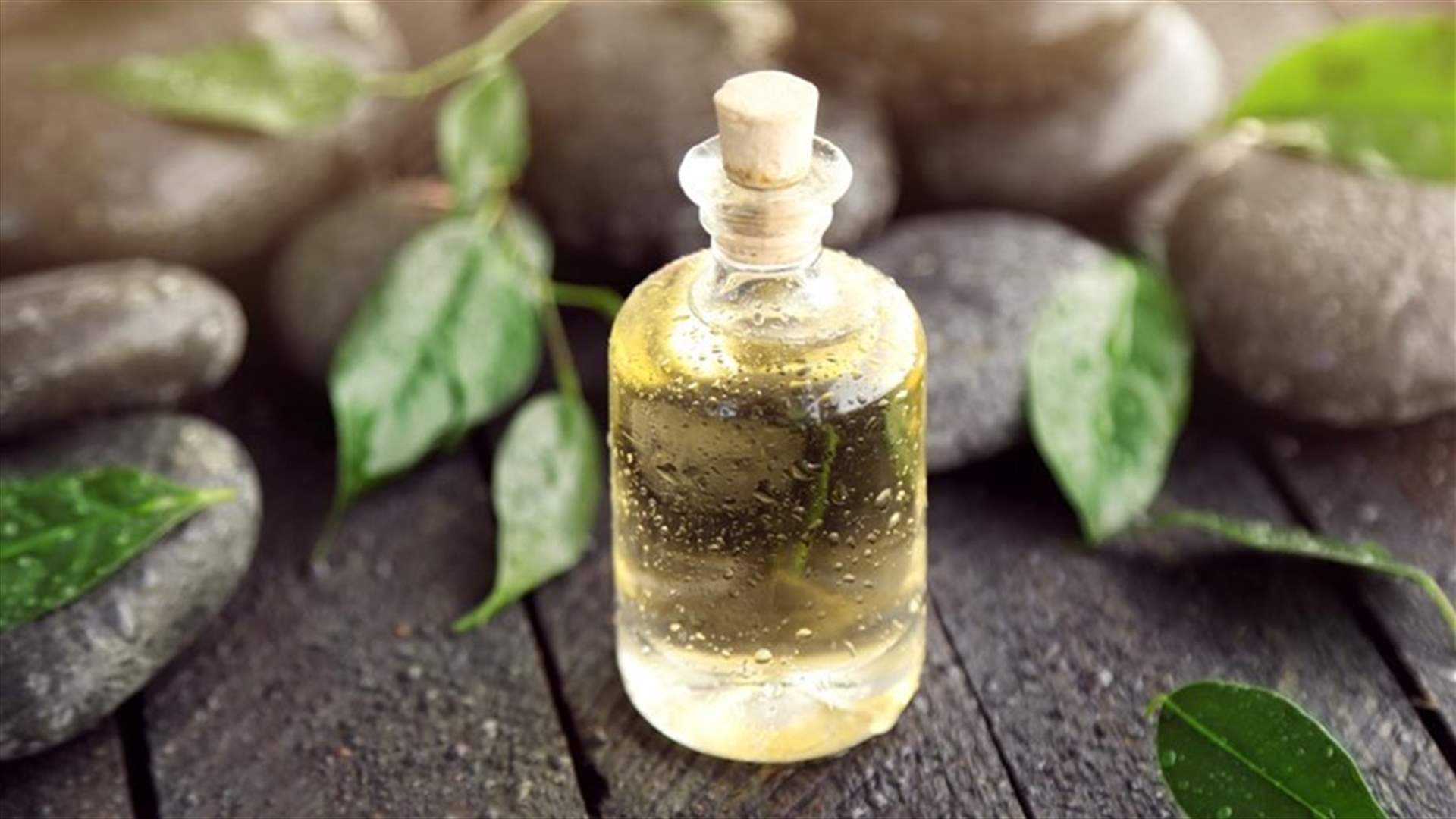 طريقة للحصول على شعر كثيف وقويّ من خلال زيت شجرة الشاي