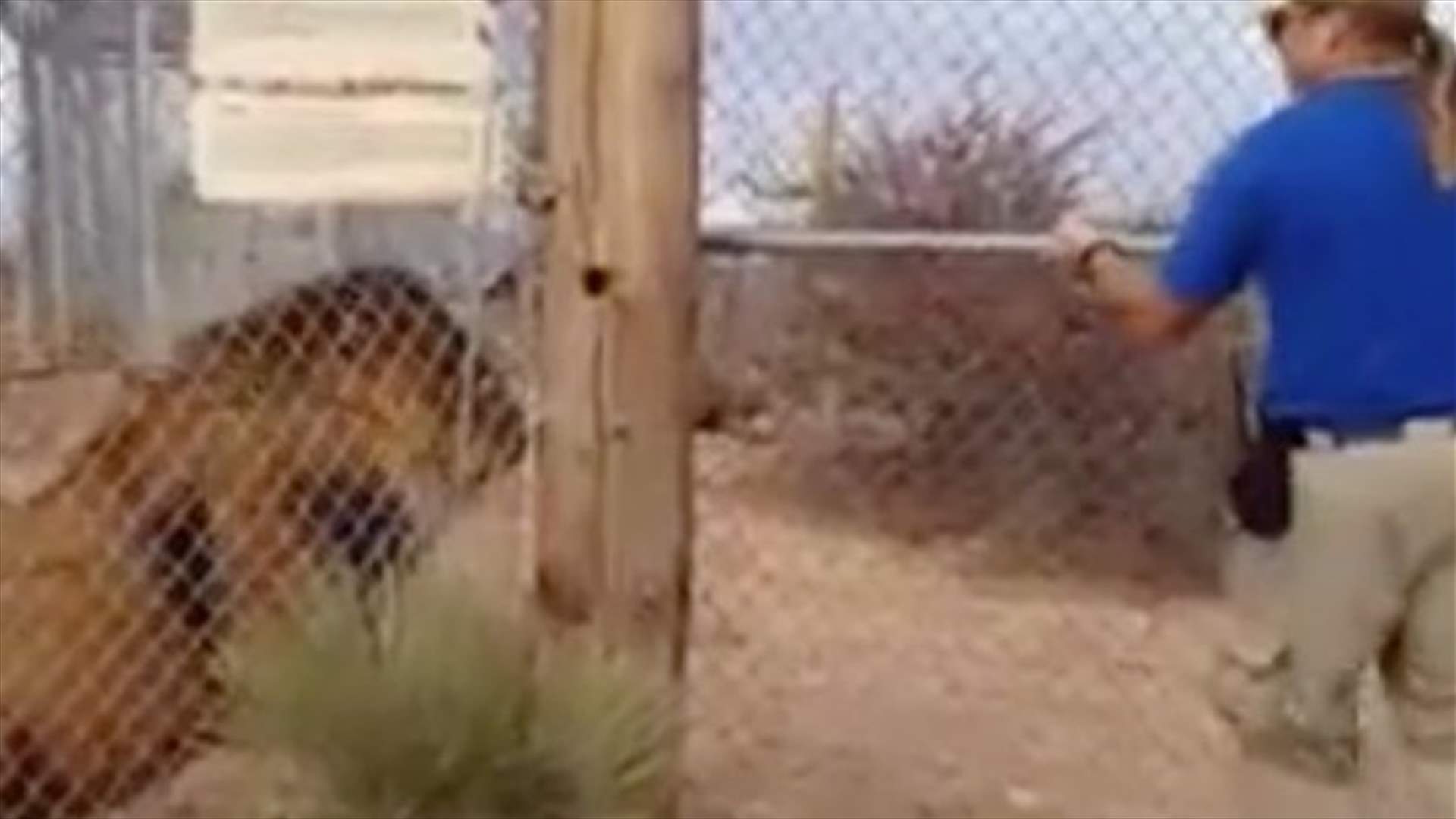 بالفيديو: أسدّ يثير الرعب لدى حارس حديقة حيوانات