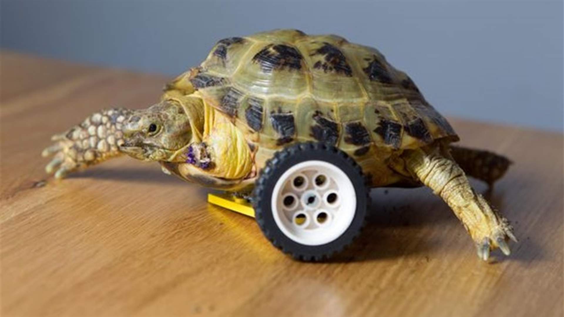 Tortoise With Amputated Leg Walks Again With LEGO Wheel