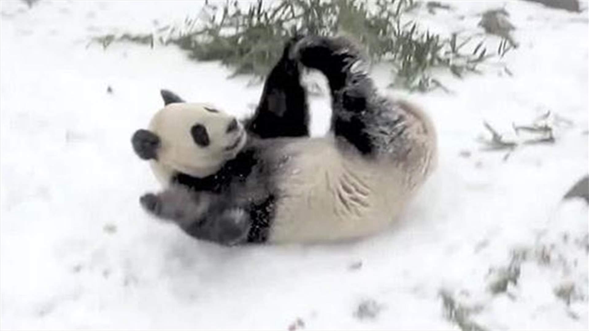 بالفيديو- هكذا عبّر الباندا عن فرحته!