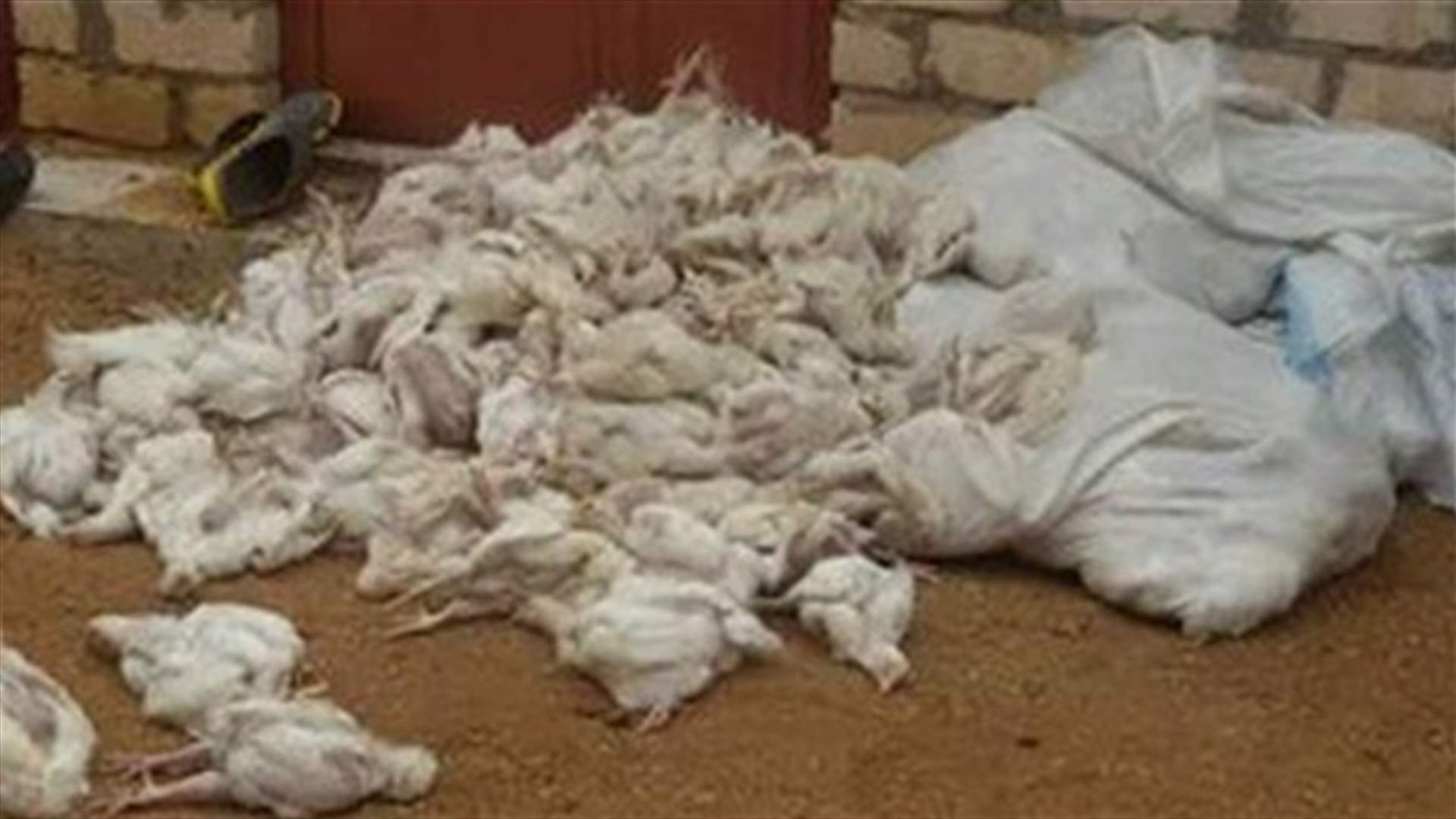 كوريا الجنوبية تأمر بأكبر عملية إعدام للدواجن 