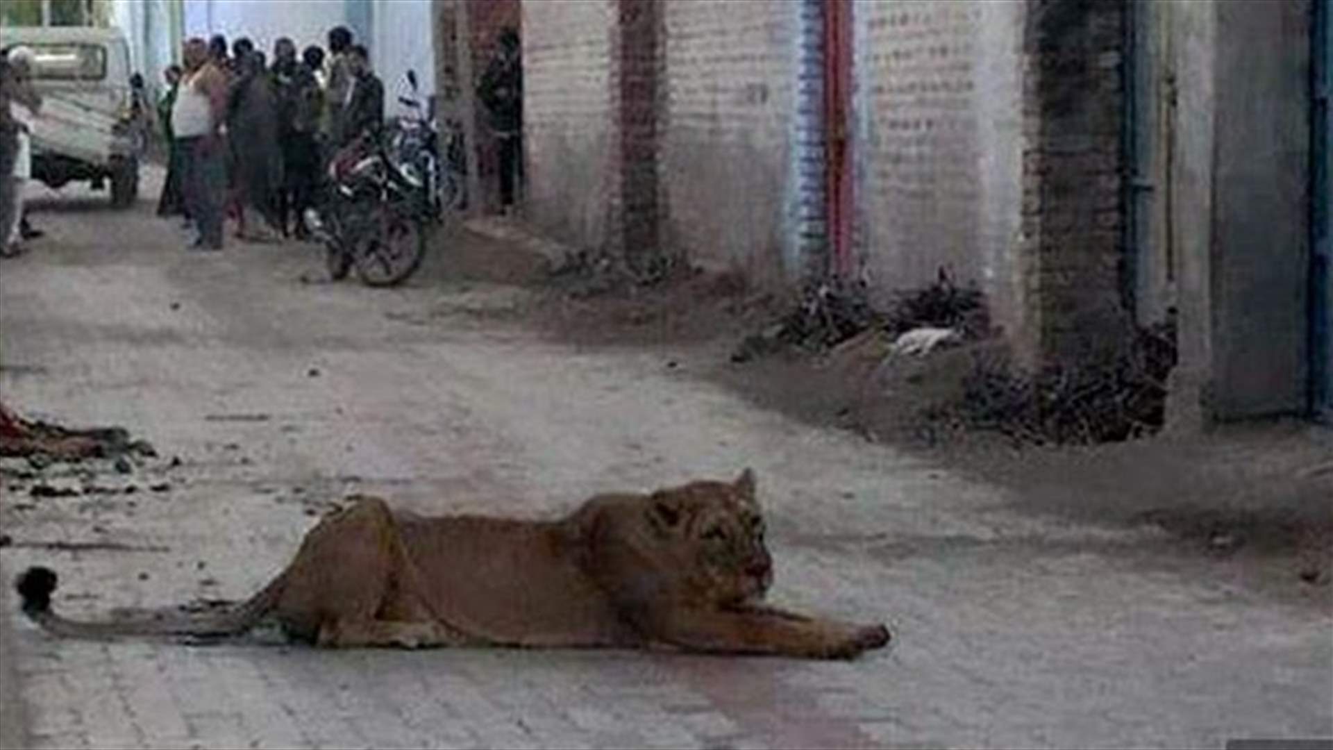 بالفيديو: لبوة تتجوّل في قرية سكنيّة وتثير رعب سكّانها