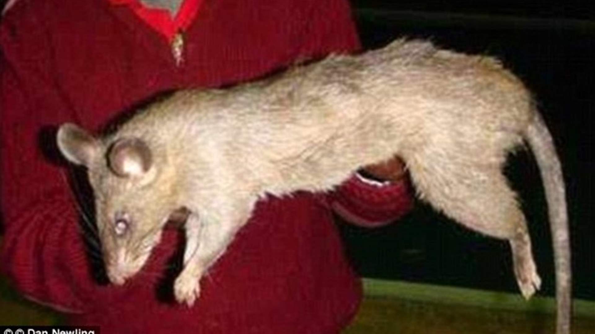 طفلة الـ 3 أعوام توفيت بعدما التهمها جرذ ضخم!