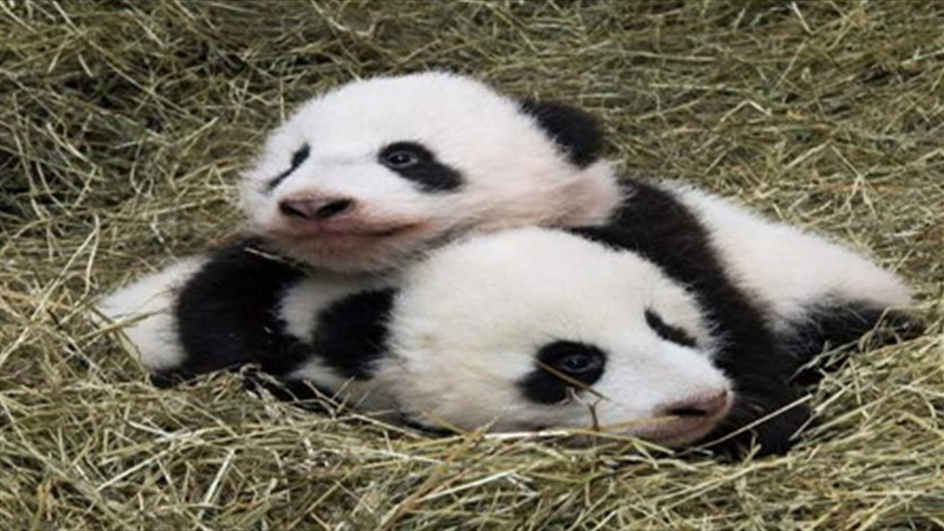Vienna Zoo Says Twin Panda Cubs Venture Out Of Cave, Growing Healthily