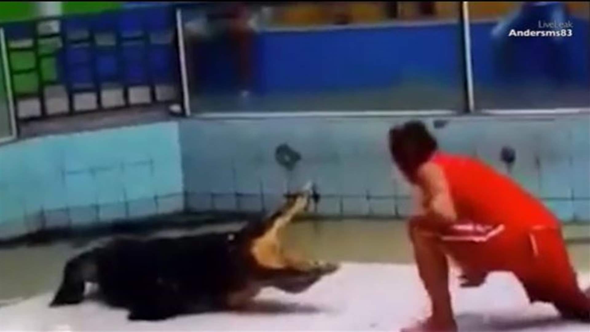 بالفيديو: عندما يقع المدرّب ضحية التمساح!