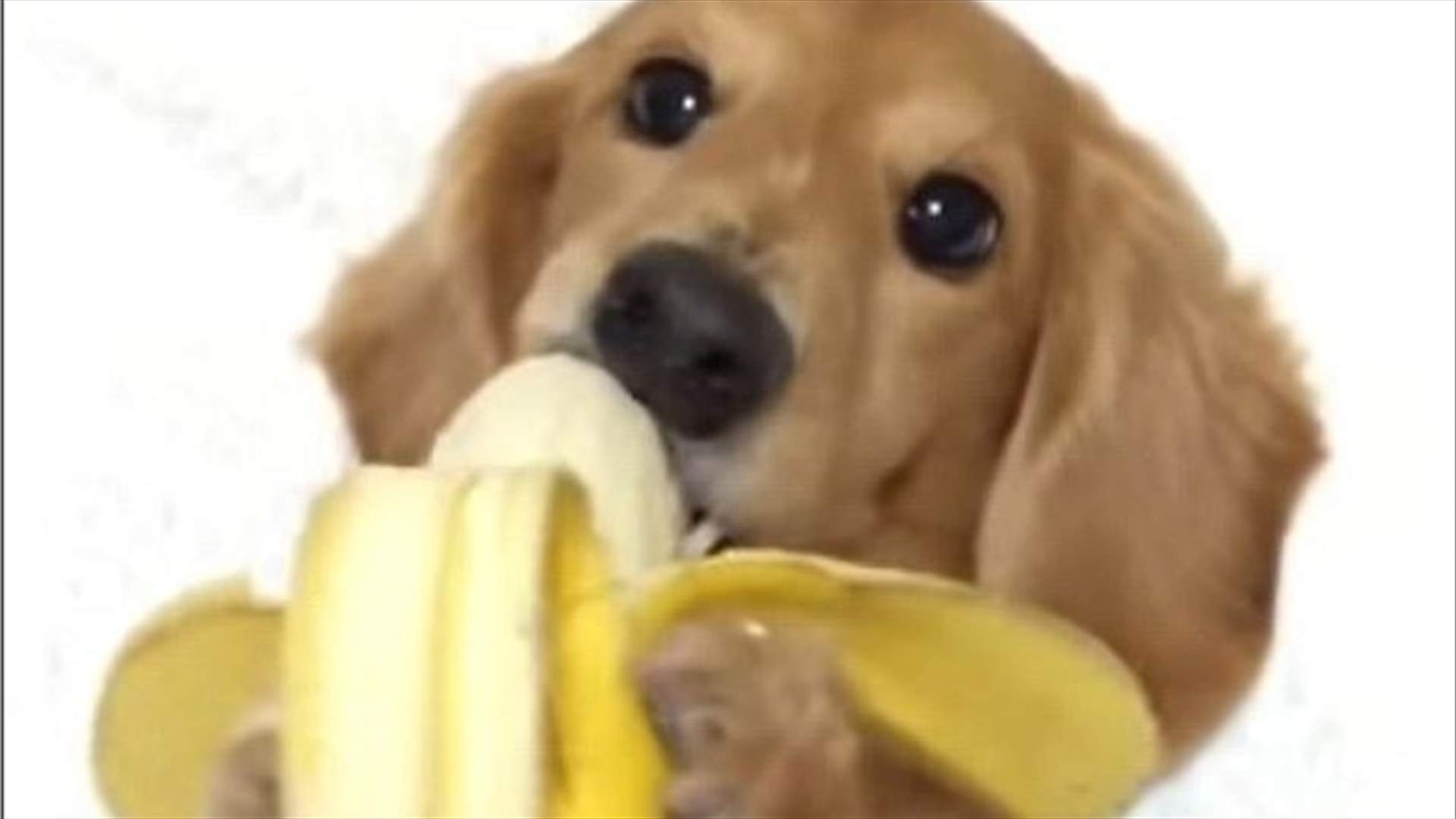 بالفيديو: كلب استثنائيّ يلتهم الموز بطريقة فريدة