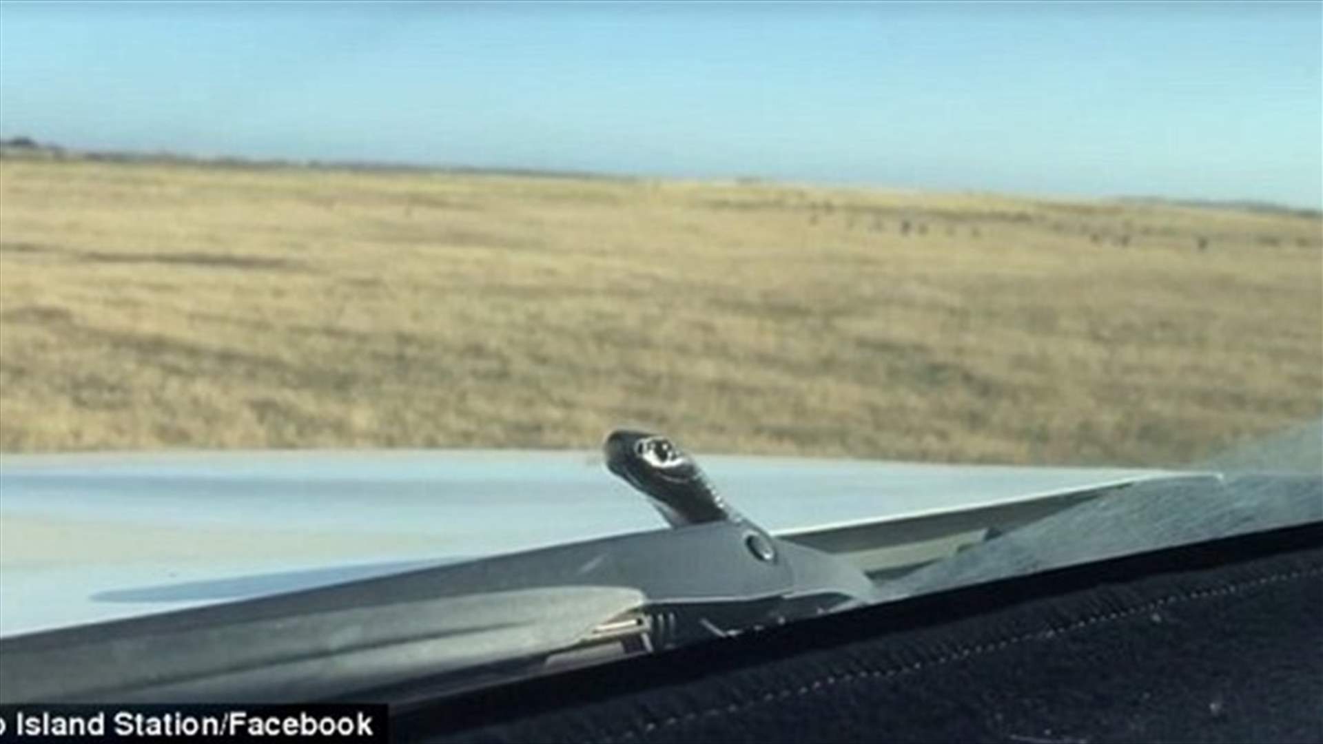 فيديو مرعب لأفعى تخرج من محرّك السيارة!