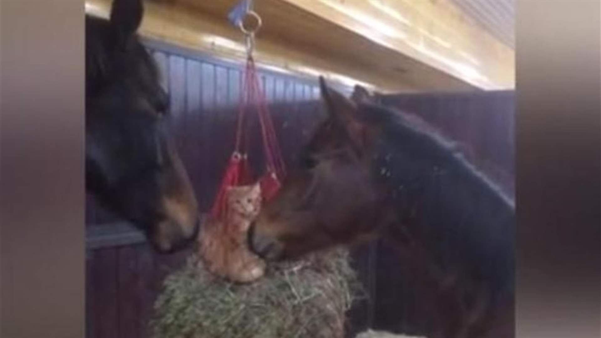 [VIDEO] Cats Become Friends With Horses After Playing In Their Hay Net