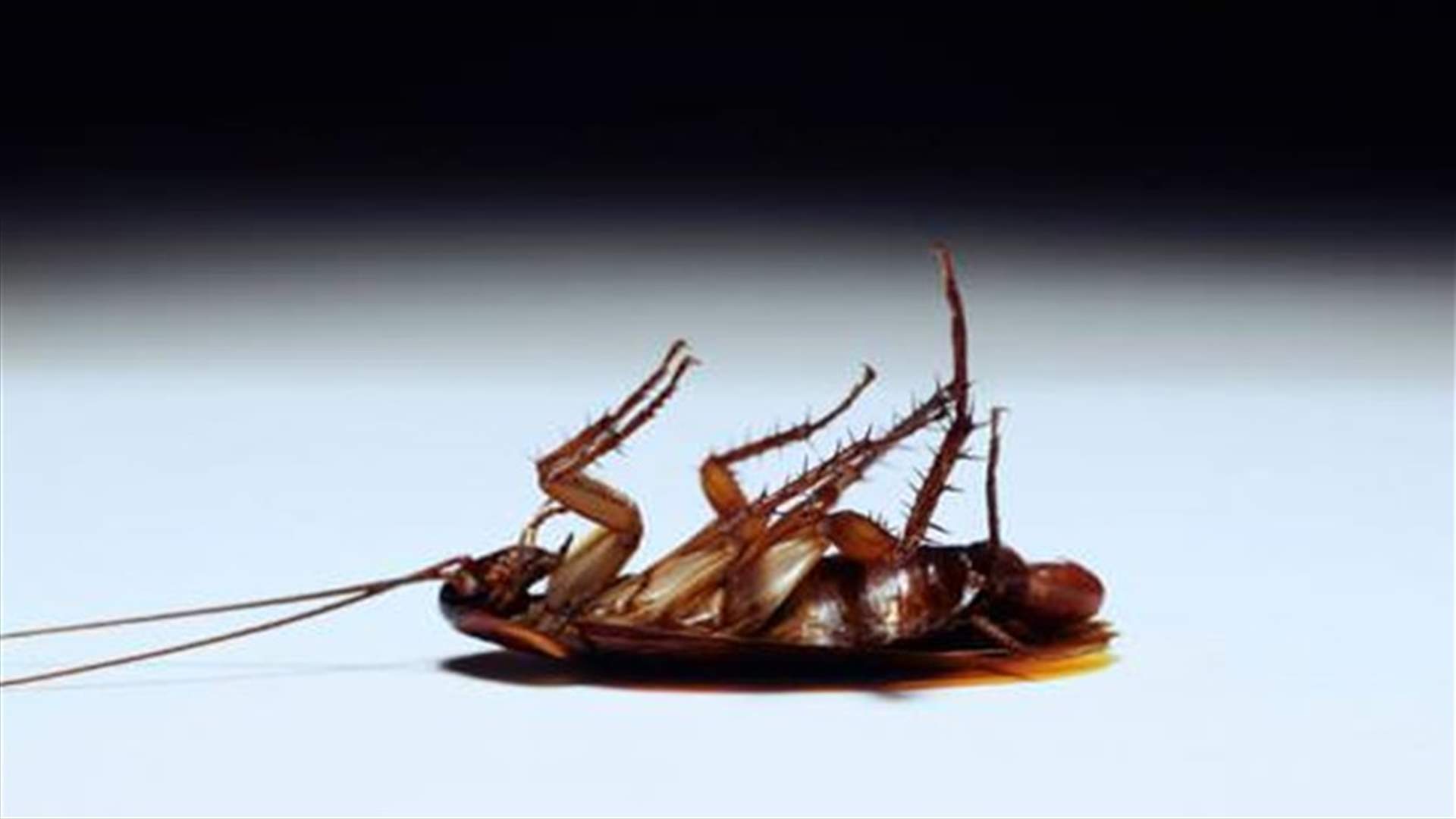 خلطة طبيعيّة للتخلّص من الصراصير في المنزل