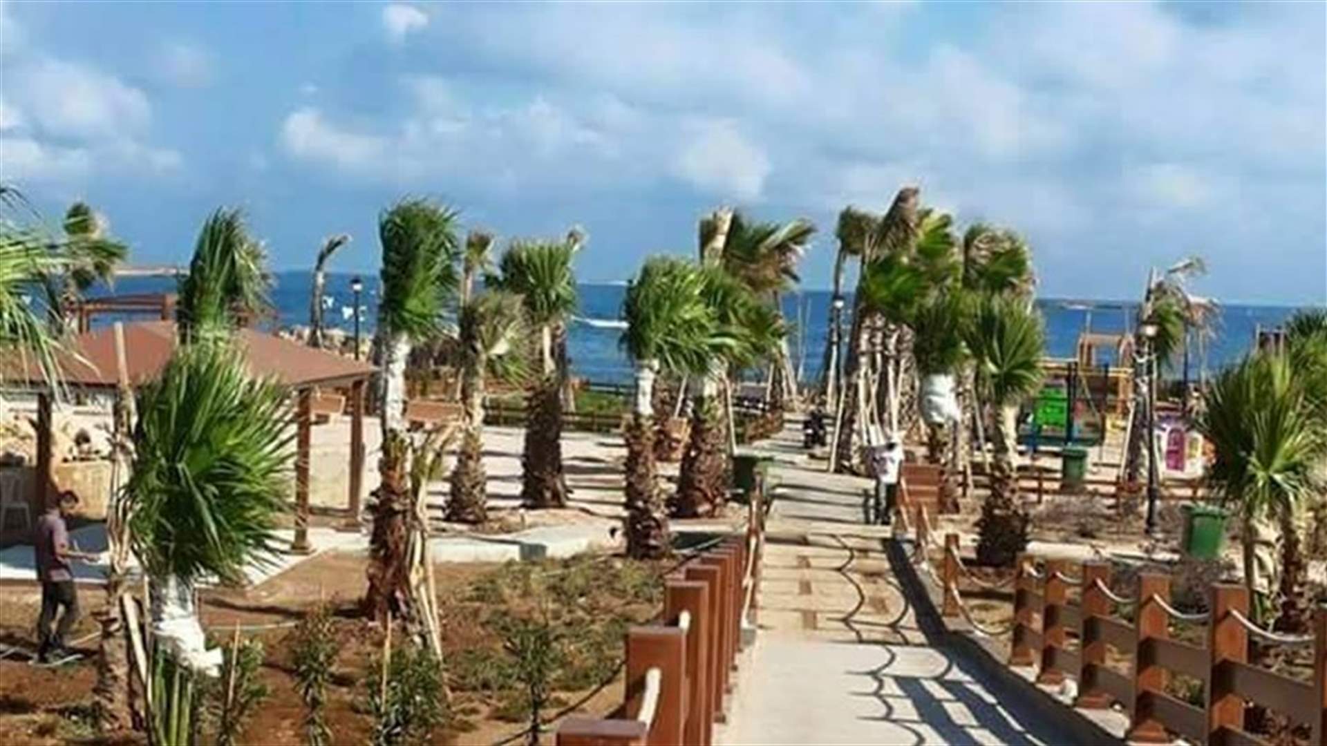 بالصورة - سلحفاة معمرّة نافقة على جزيرة عبدالوهاب