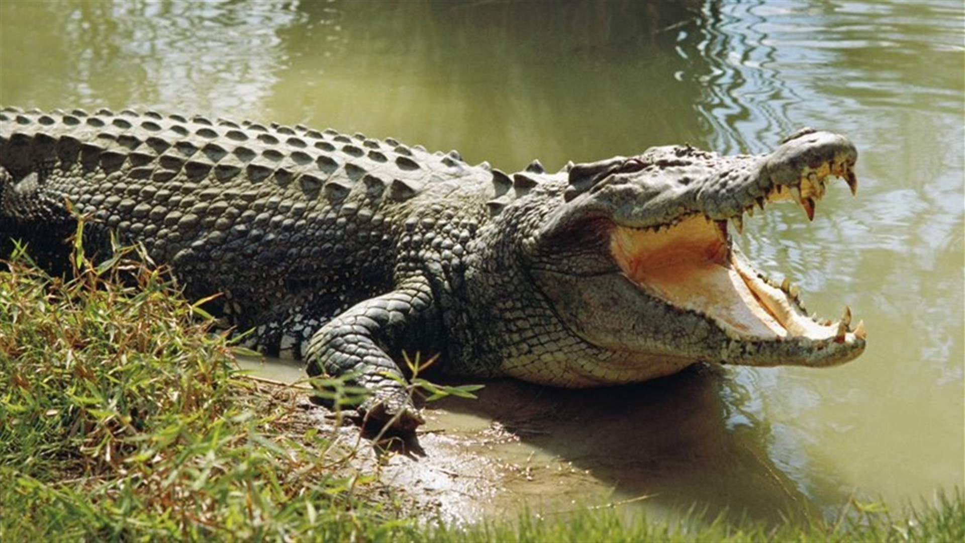 South African guide killed At Crocodile Farm Outside Cape Town