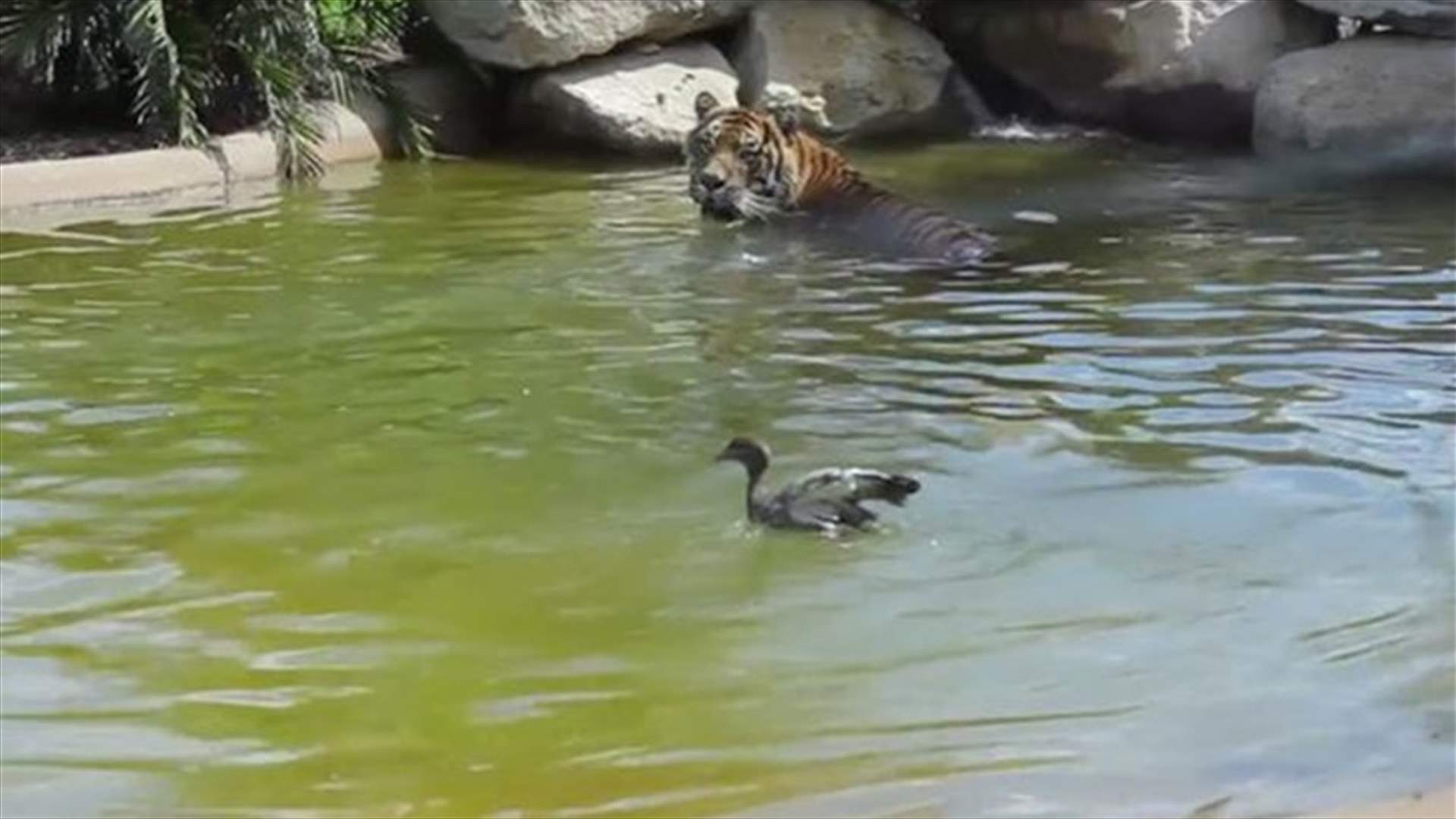 VIDEO: 'World's Bravest Duck' Goes For A Swim With Tiger, Plays Tense Game Of Cat And Mouse