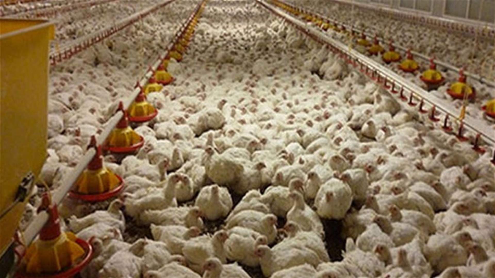 Kuwait reports outbreak of H5N8 bird flu - OIE