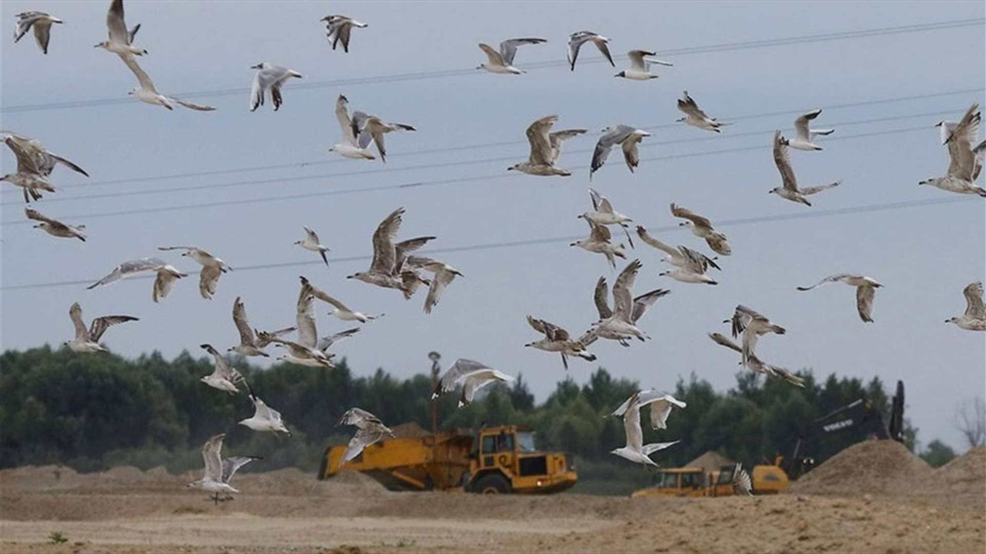 بالتفاصيل - دراسة بيئية حول الوسائل الأسلم لمكافحة الطيور حول المطار