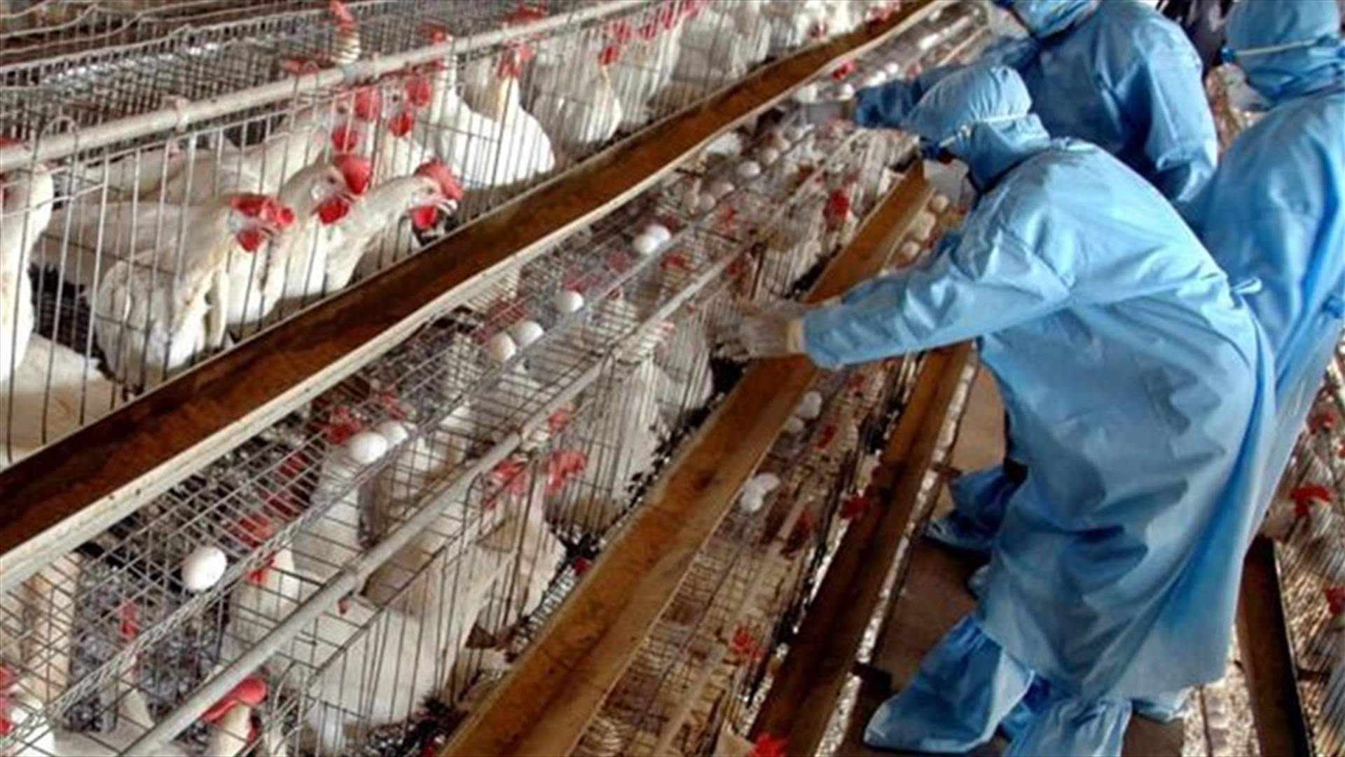 بريطانيا تؤكد رصد إصابة بأنفلونزا الطيور   