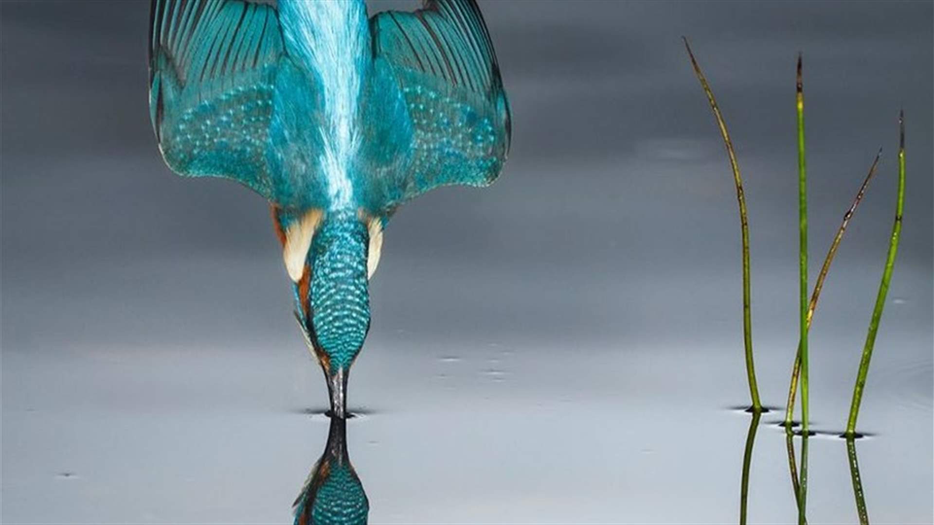 Photographer Captures Stunning Image Of Kingfisher Flawlessly Diving Into A River