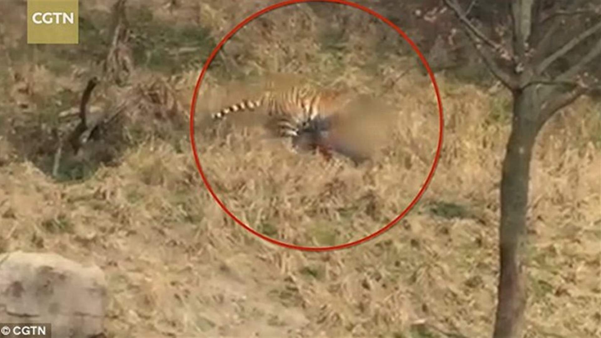 بالفيديو: أم وطفلها يعيشان لحظات مرعبة... نمر ينهش لحم الوالد!