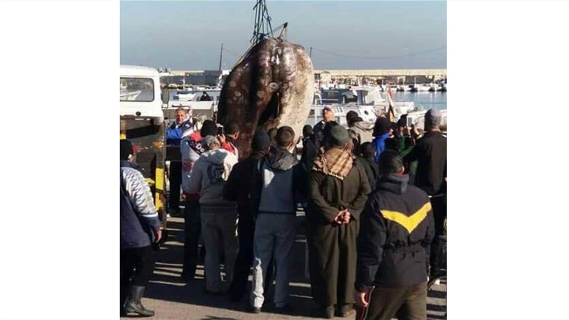 [PHOTOS] Huge sea creature caught at Tripoli’s port