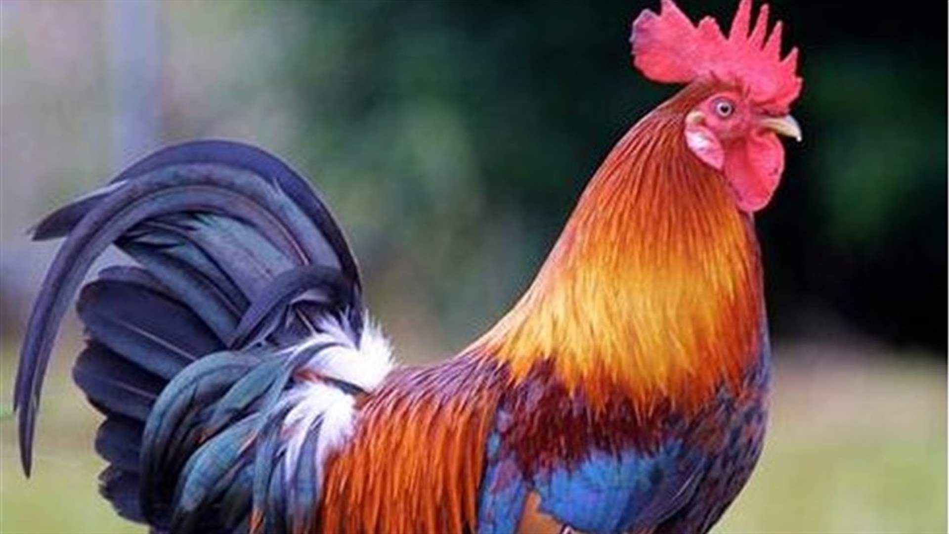 بالفيديو - الجيش الصيني ...والديك! 