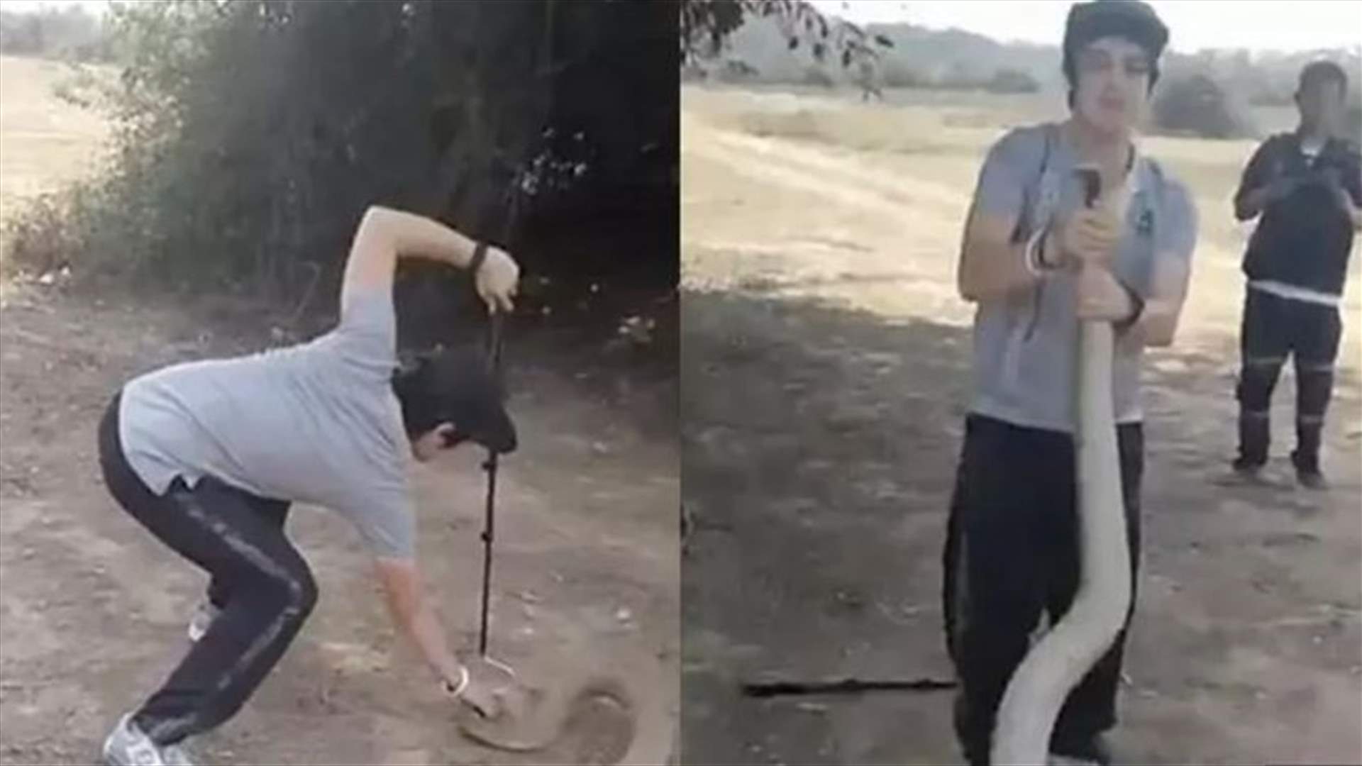 بالفيديو: شابّ يلتقط أفعى الكوبرا بيديه!