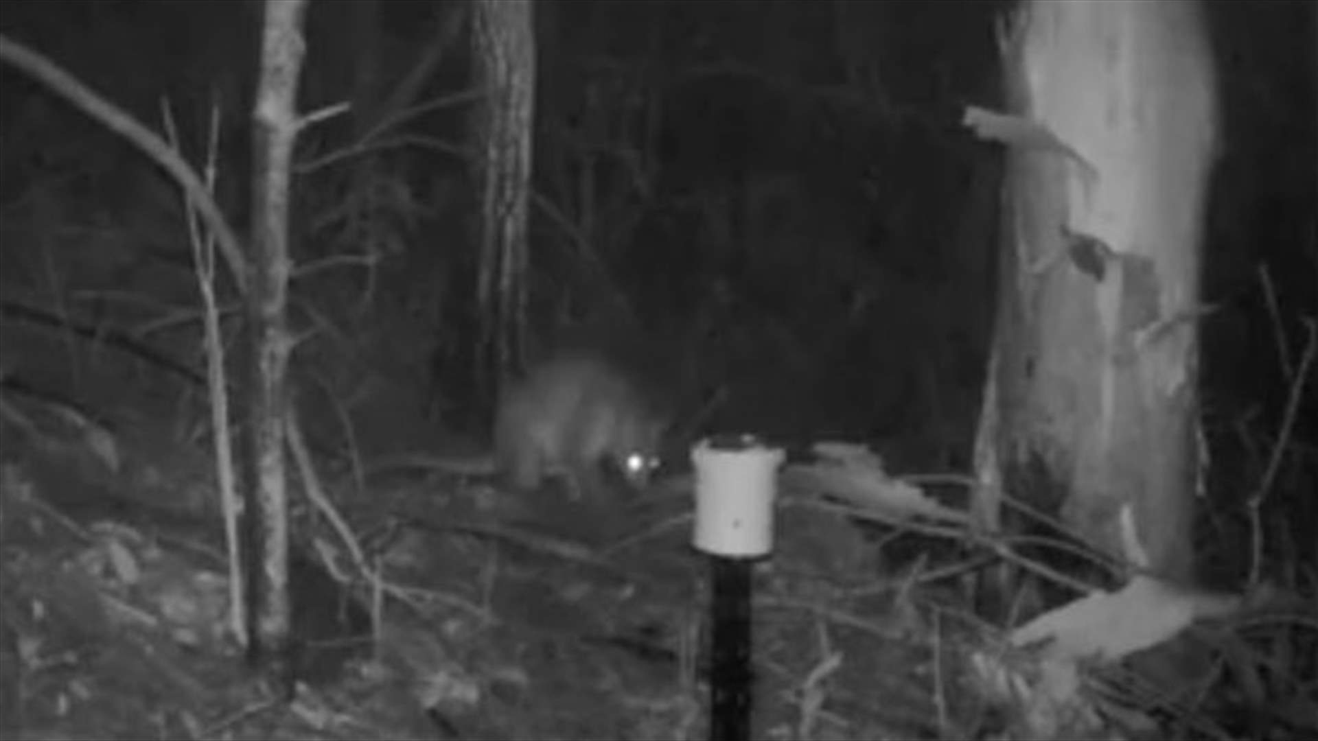 Mysterious 'Half Cat-Half Kangaroo' Caught On Camera