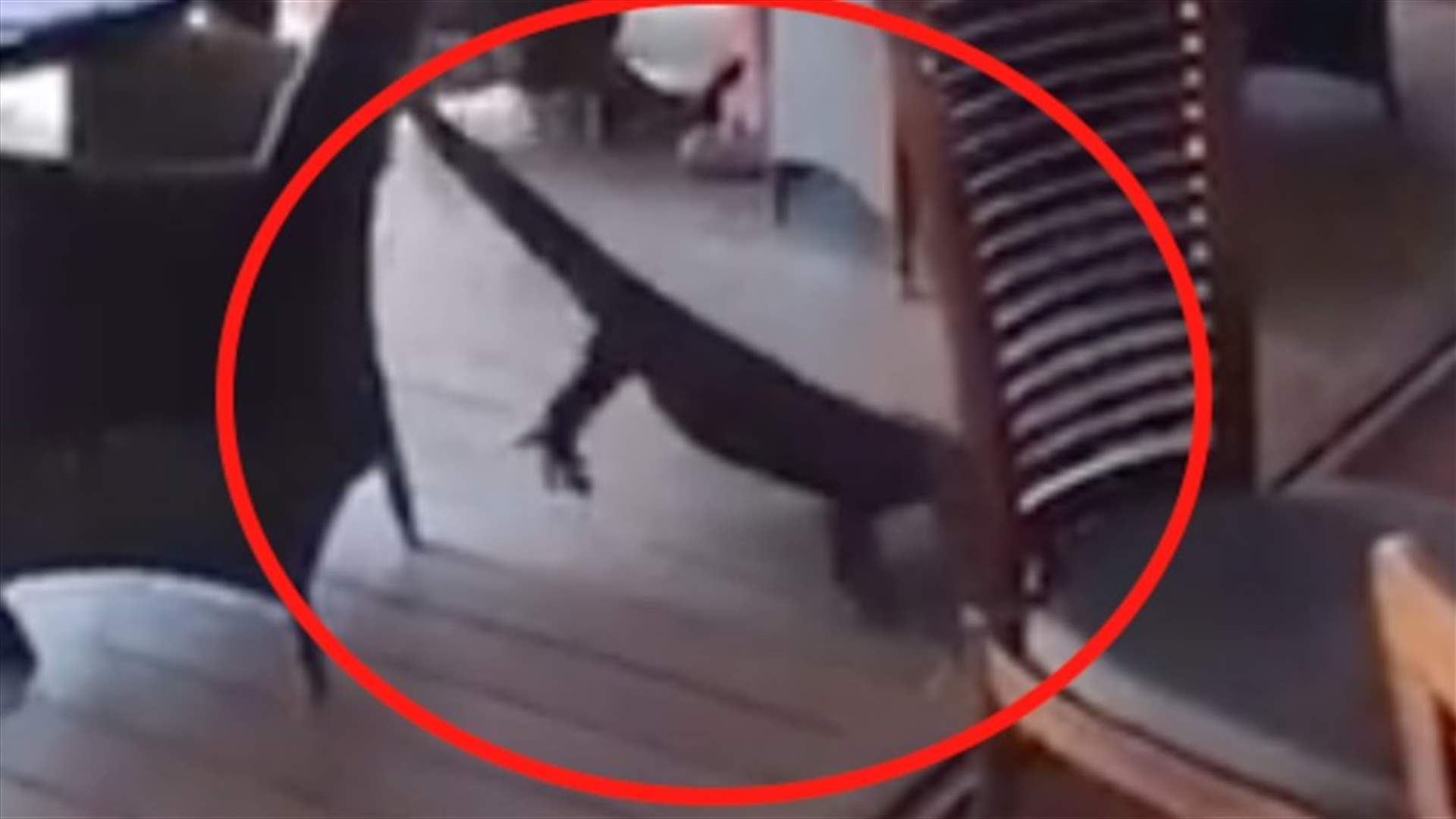 VIDEO: Heroic Waitress Drags Monster Lizard From Restaurant