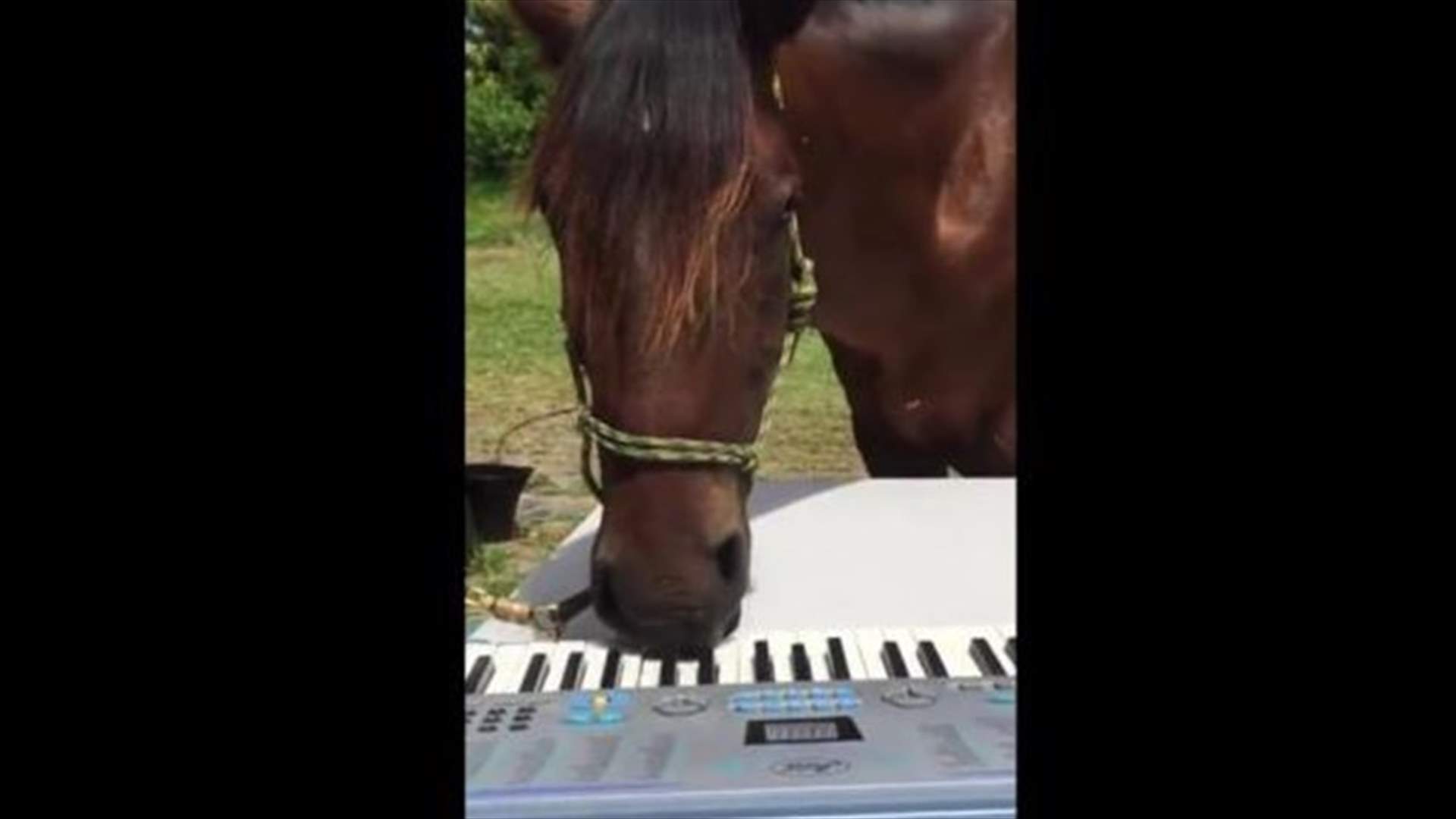 بالفيديو: حصان يعزف على آلة البيانو!
