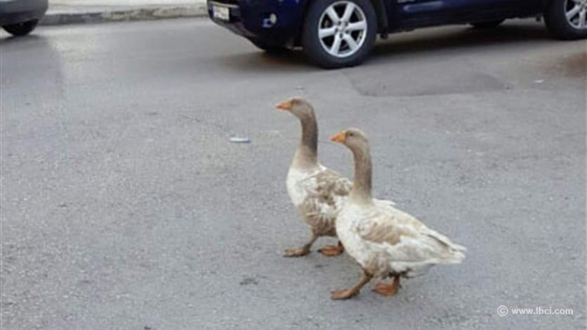 بالصورة - تقطعان الطريق والكل ينتظر !!!