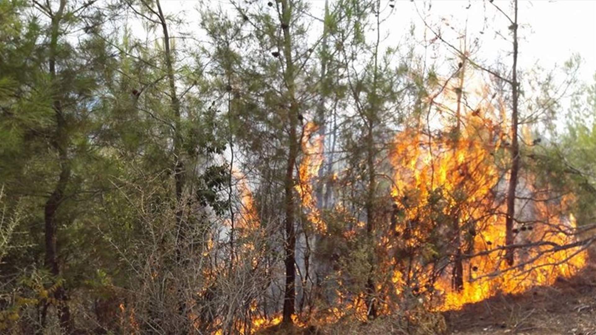 حريق في شخنيا عنايا اتى على مساحة واسعة من السنديان والصنوبر