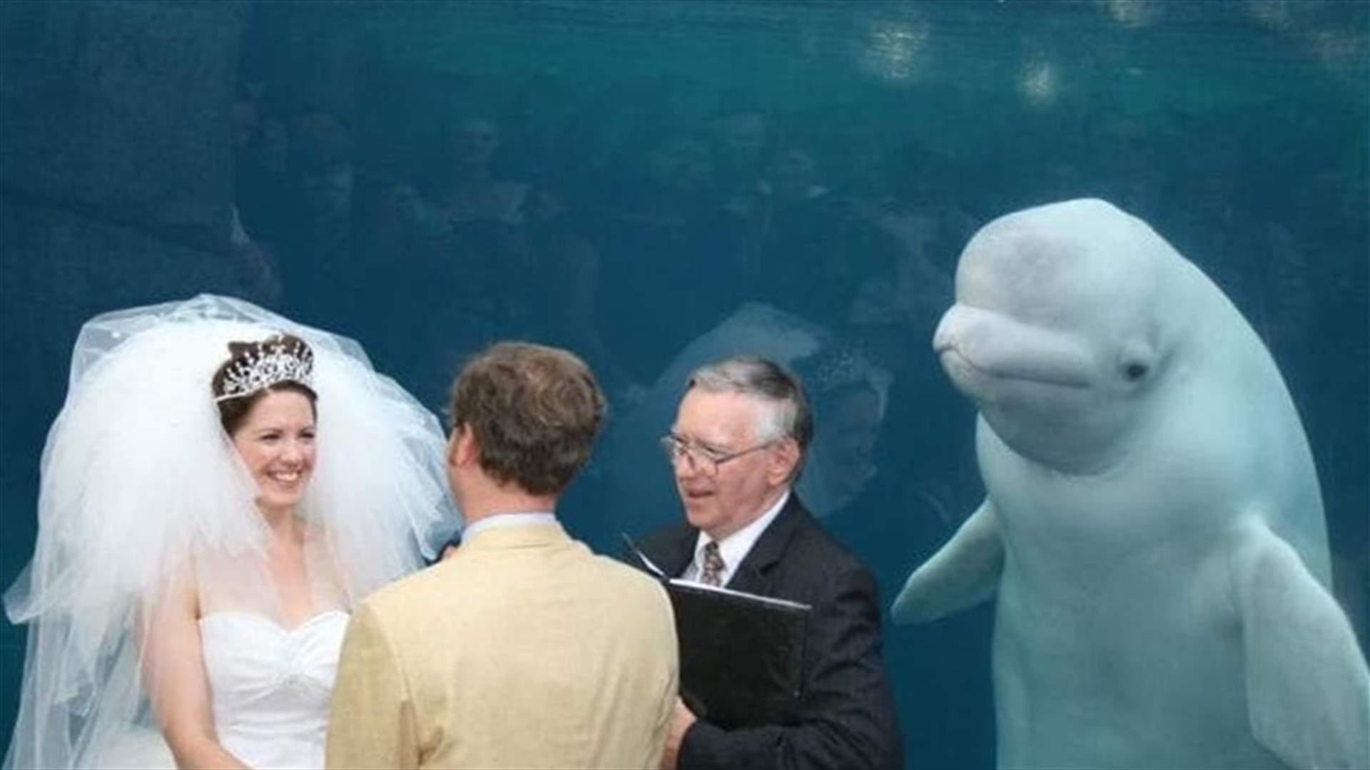 بالصور: حوت أبيض يسرق الأضواء من ثنائي خلال حفل زفاف