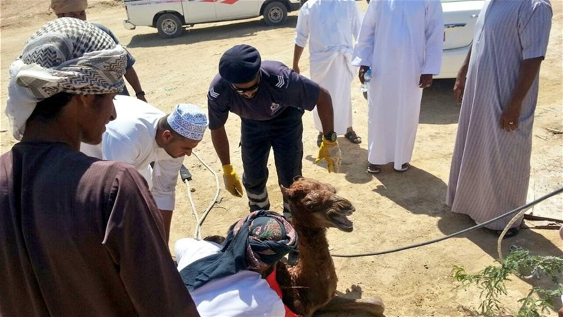 بالصور- إنقاذ جملٍ وقع في بئر