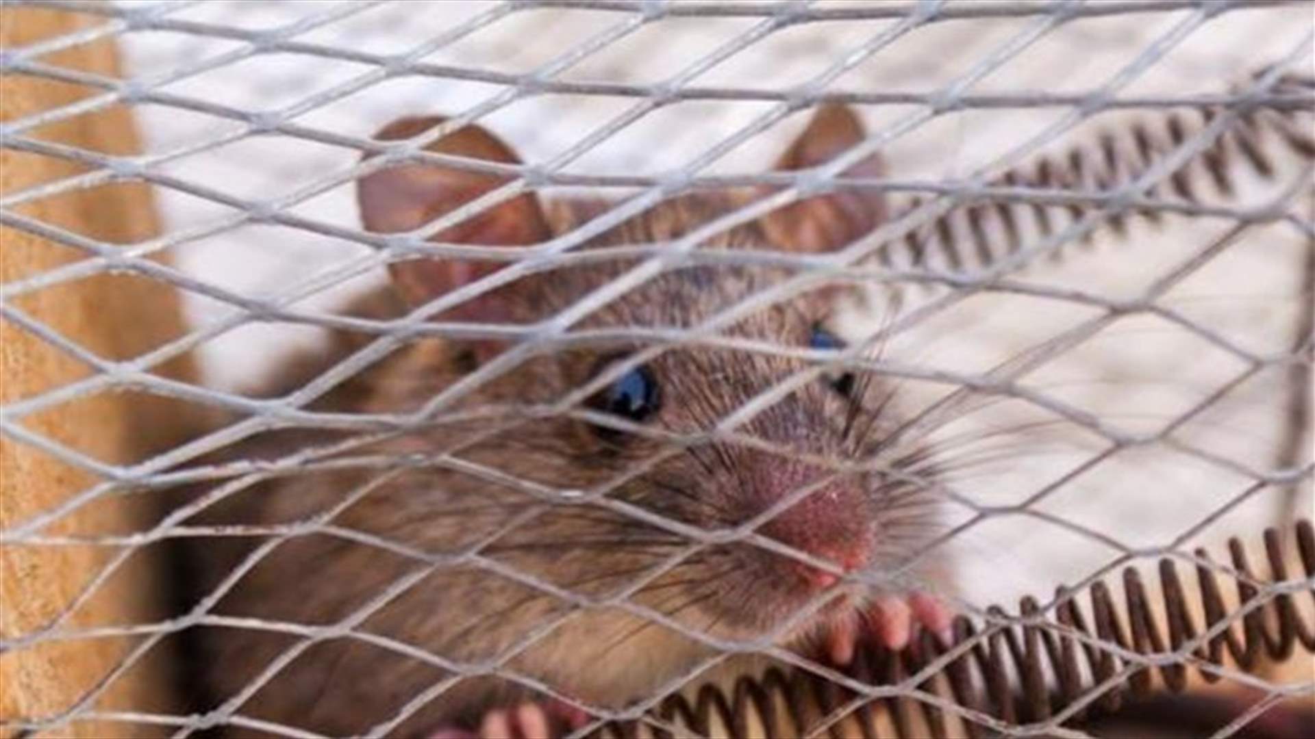 Mouse On A Plane Delays Flight By Four Hours