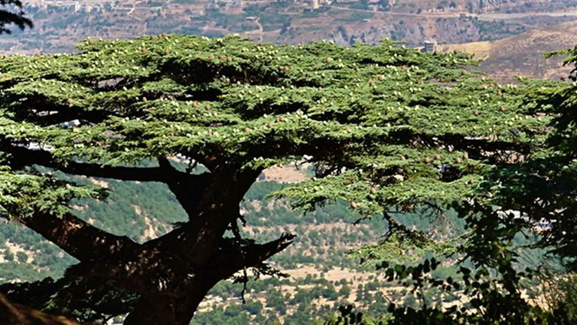 لمحبي الطبيعة...الدخول الى المحميات غدا مجاني