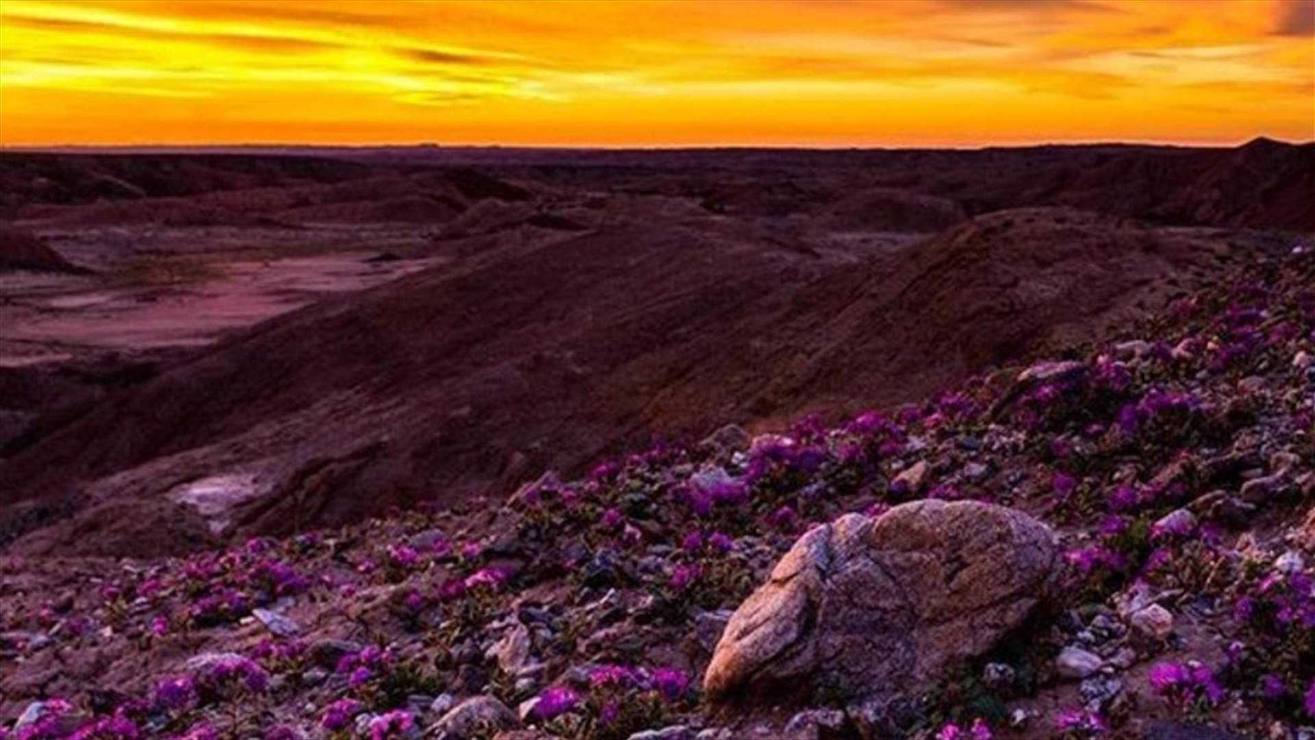 بالصور: زهور تفترش صحراء كاليفورنيا في منظر خلاب!