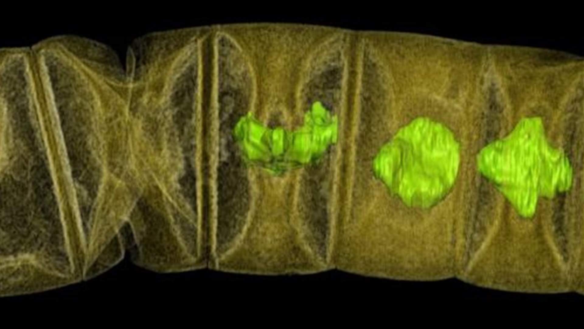Fossils From 1.6 Billion Years Ago May Be Oldest-Known Plants