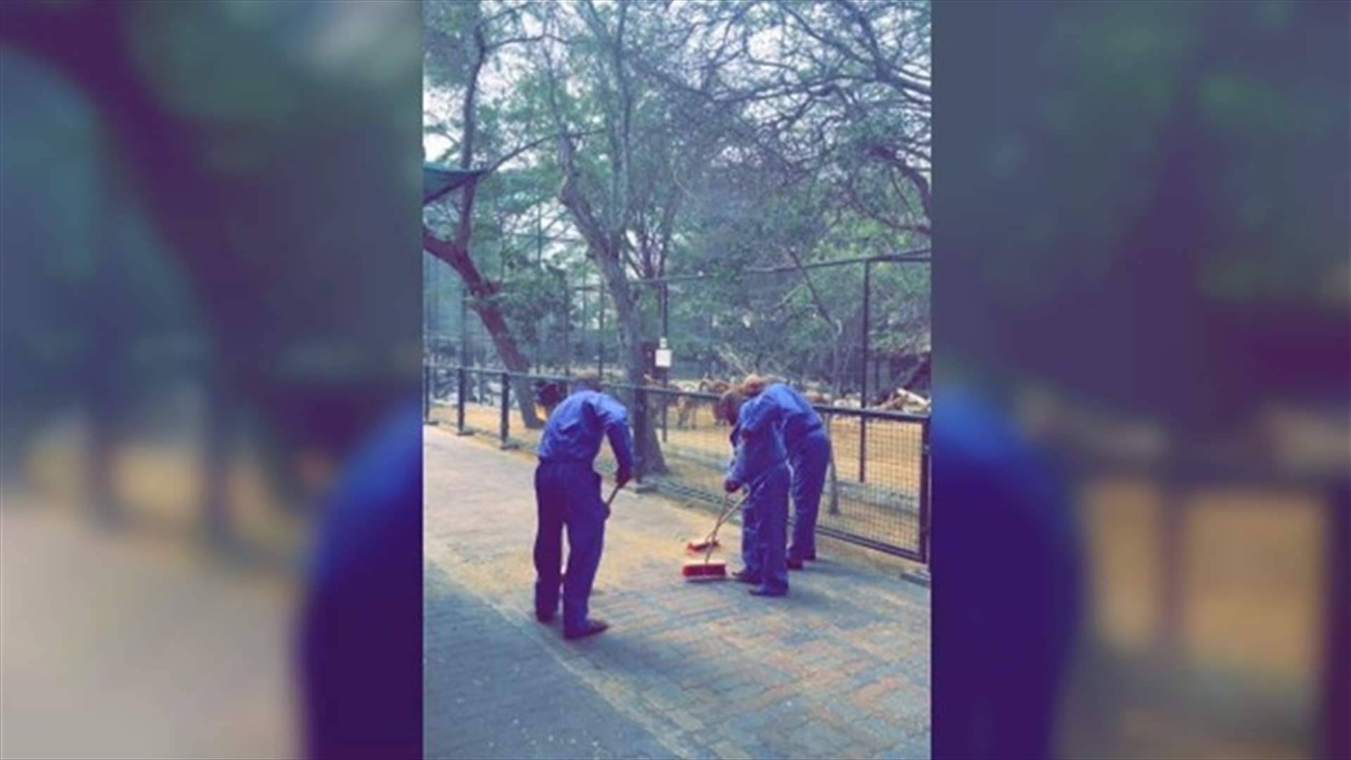 هكذا عاقب حاكم دبي المتورطين في تعذيب قطة